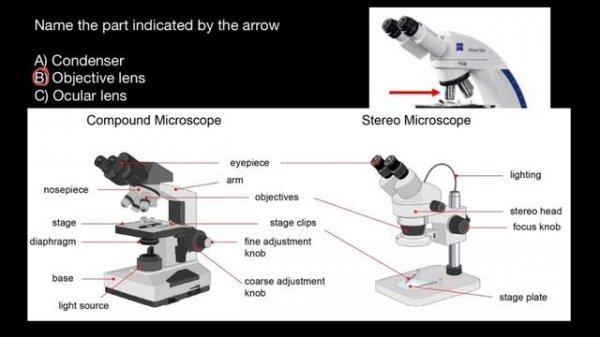Dissecting microscopes vs. Compound microscope