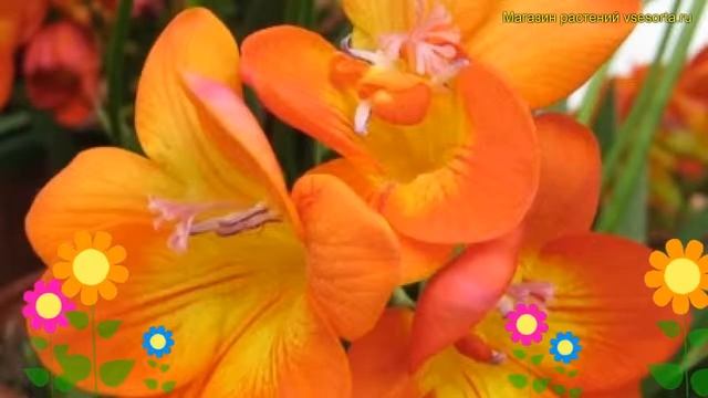 Фрезия махровая Орендж. Краткий обзор, описание характеристик Freesia Double Orange