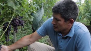 Виноград - Академик