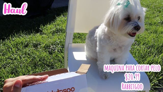 HAUL para PERROS, Set 2020-Ene 2021, Coton de Tulear I Lorentix смотреть онлайн