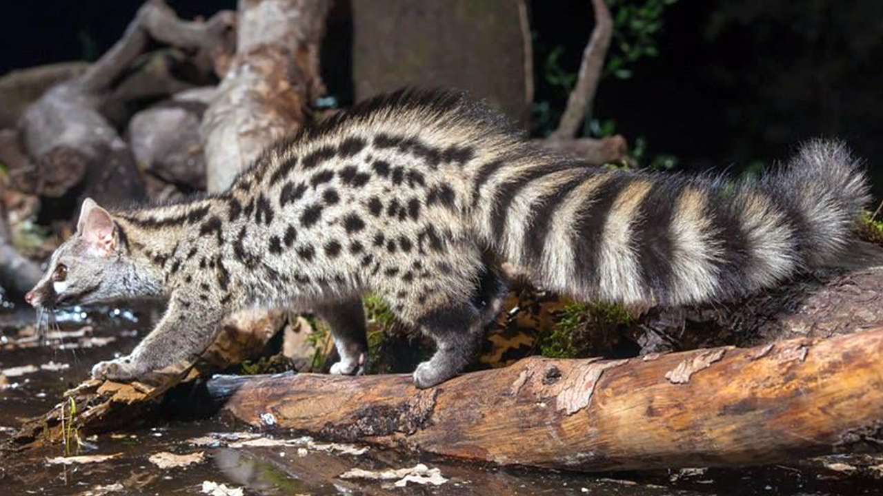 Генета — характер кота, ловкость куницы и пышный хвост лисицы! Интересные факты о генетах. смотреть онлайн