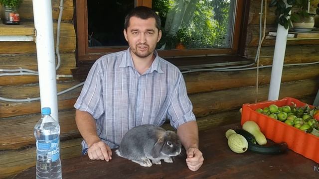 Декоративные вислоухие кролики: размеры, вес, габариты смотреть онлайн