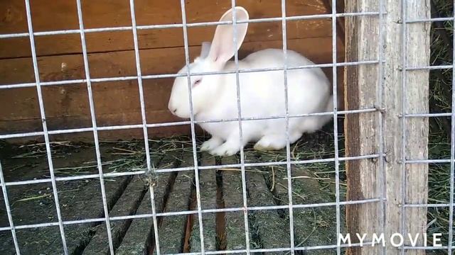 Бронируем крольчат. Фото кроликов смотреть онлайн