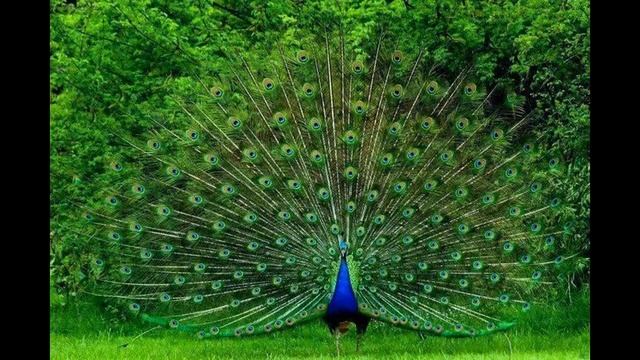 Beautiful & Rare Peacocks in the World | Never Seen this Peacocks | VENNELA TV смотреть онлайн