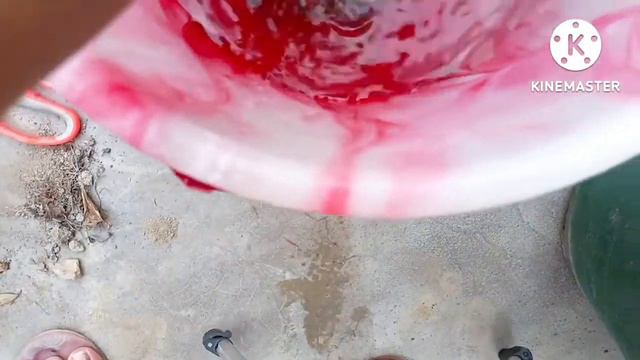 Root bound syngonium plant ko repot kiya☘️☘️ syngonium plant repotting🍀🍀#annu's paradise 🌿🌿 смотреть онлайн