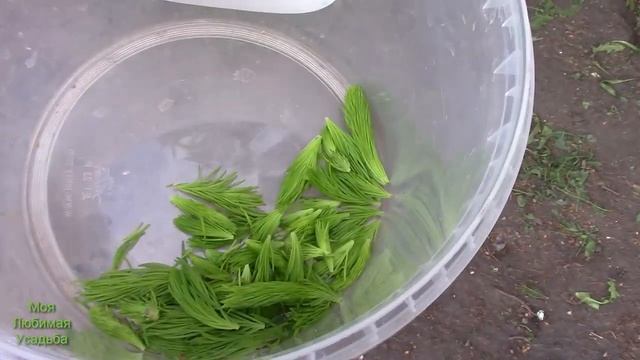 КАК ЗАГОТОВИТЬ МОЛОДУЮ ХВОЮ//МОЯ ЛЮБИМАЯ УСАДЬБА смотреть онлайн