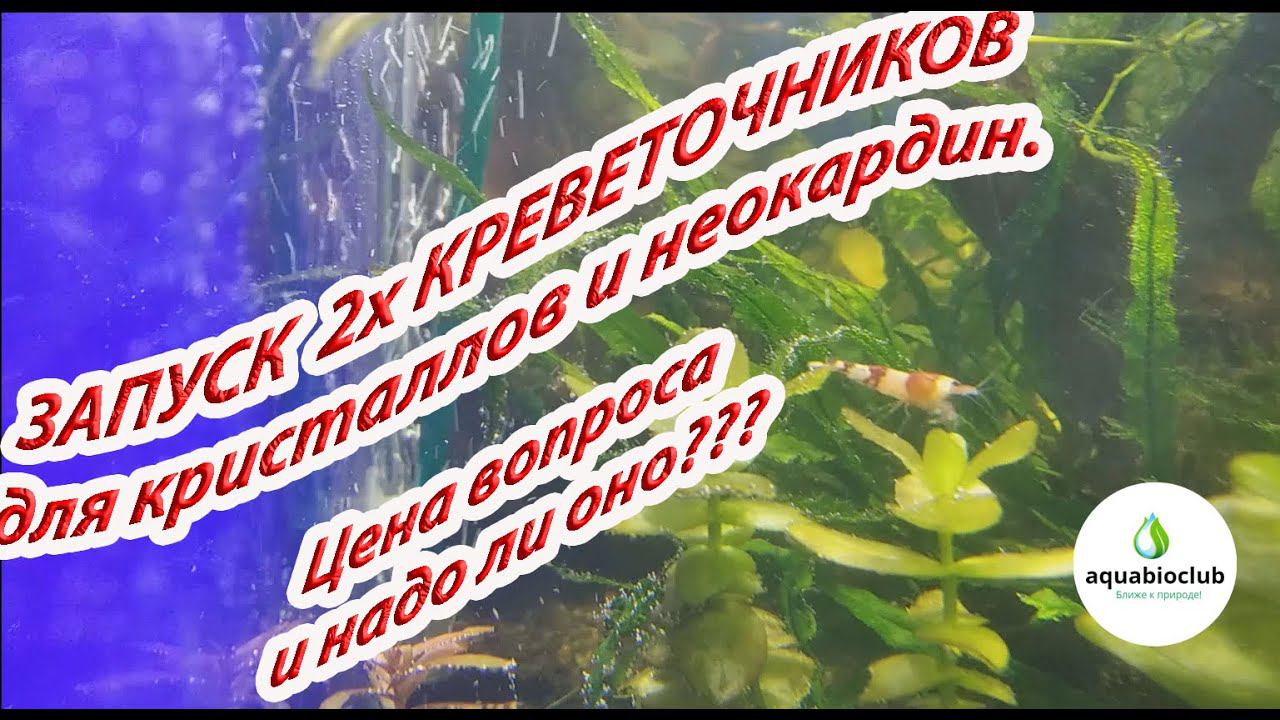 Запуск 2х креветочников для кристаллов и неокаридин. Цена вопроса и проблем. смотреть онлайн