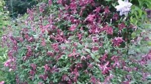 Клематис Розалин (Rosalyn)