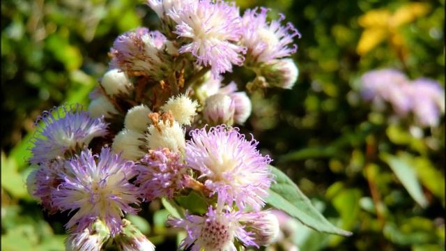 TEST CASIO Exilim EX-H15✿C0LOR3S смотреть онлайн
