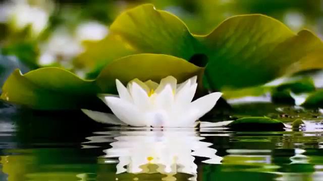 2 HOURS Of BEST Buddha Meditation Song ♥ Buddhism Music, Buddhist Songs, Zen Music, Yoga Music
