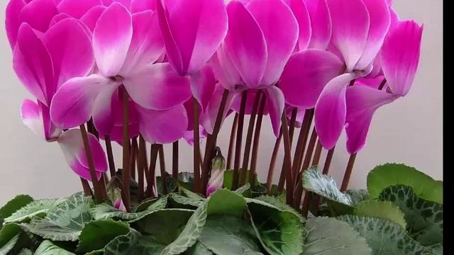 Обольстительный цикломен - Seductive cyclamen смотреть онлайн