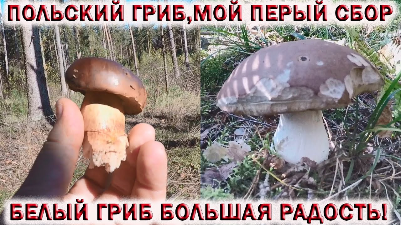 ?ПОЛЬСКИЙ ГРИБ В ОКТЯБРЕ?БЕЛЫЙ ГРИБ БОЛЬШАЯ РАДОСТЬ!. смотреть онлайн