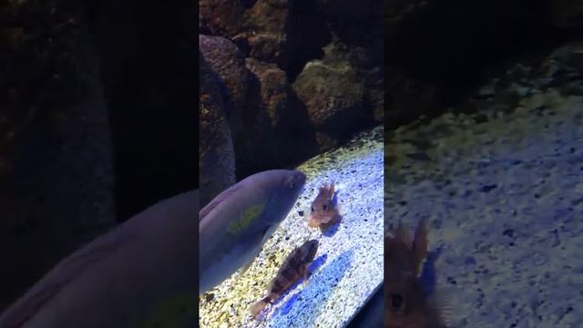 Рыбалка на Крите смотреть онлайн