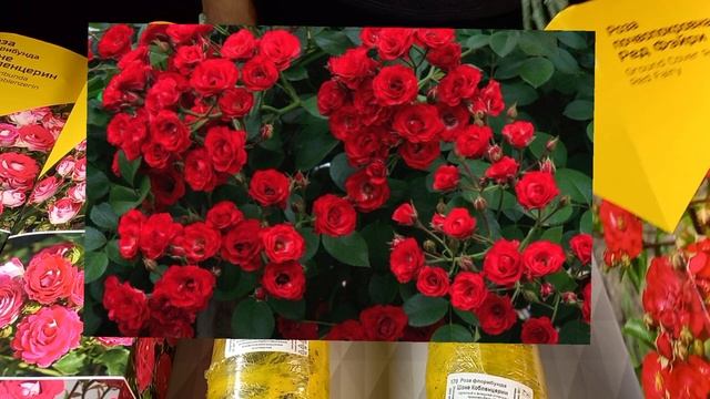 Роза Шоне Кобленцерин.Самая беспроблемная флорибунда. Саженцы из Леруа Мерлен. смотреть онлайн