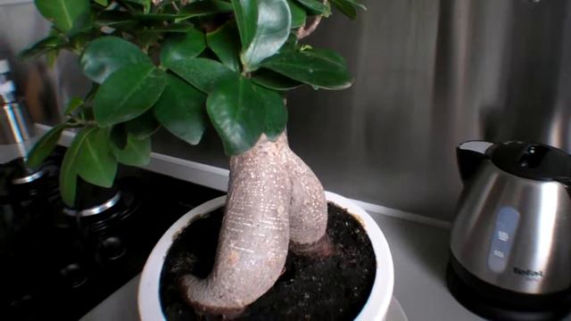 tillandsia смотреть онлайн