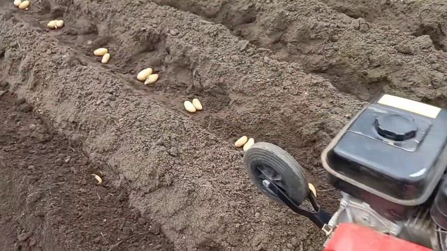 Сажаем картошку мотокультиватором PUBERT 50S C2. Мотокультиватор с двигателем SUBARU. смотреть онлайн