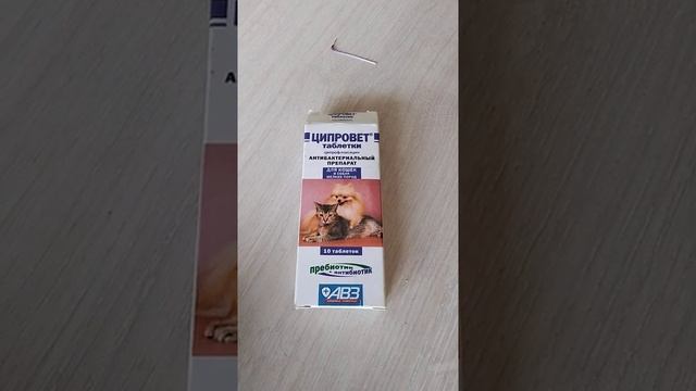 понос у котенка. смотреть онлайн