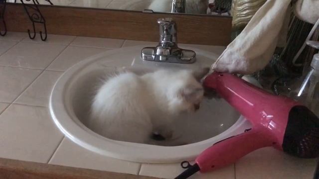 Ragdoll kitten - Рэгдолл котенок изучает туалет - стоит ли искупаться? смотреть онлайн