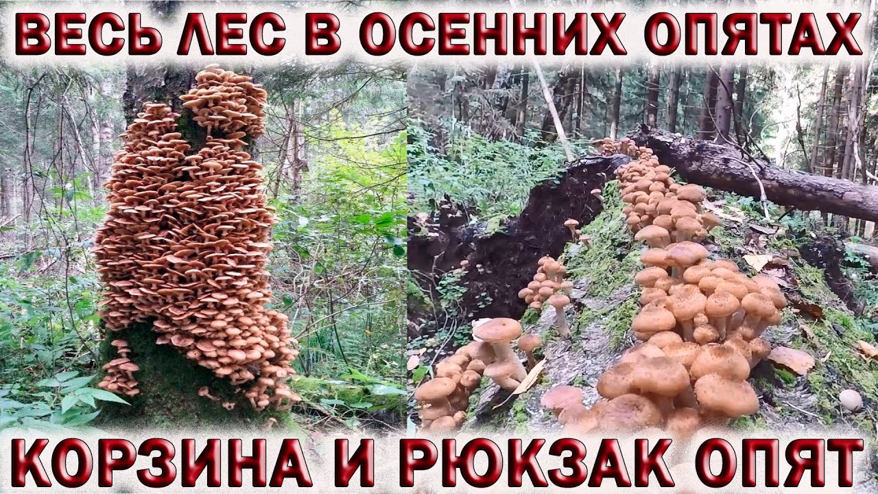 ?ГРИБЫ ОСЕННИЕ ОПЯТА МАССОВО ПОШЛИ В ПОДМОСКОВЬЕ.?СОБРАЛ КОРЗИНУ И РЮКЗАК ОПЯТ. смотреть онлайн