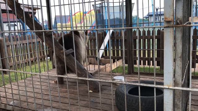 Уязы Тау. 08.2018. Медведь в клетке смотреть онлайн