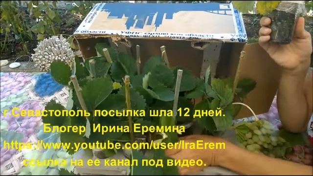 Фото и видео отзывы клиентов, о моей рассаде земляники. смотреть онлайн