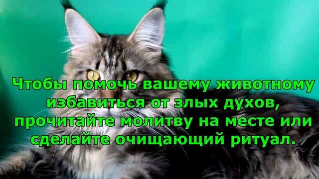 ВОТ КАК КОШКИ защищают вас и ваш дом от духов и негатива. смотреть онлайн