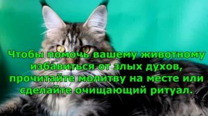 ВОТ КАК КОШКИ защищают вас и ваш дом от духов и негатива.