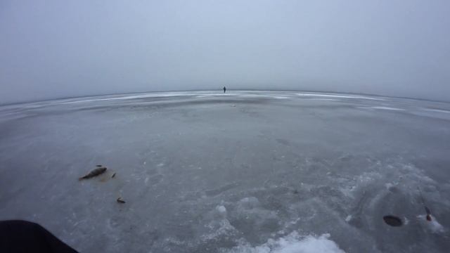 Ловля окуня на жерлицы 2022. Освейское озеро. Рыбалка в Беларуси. смотреть онлайн