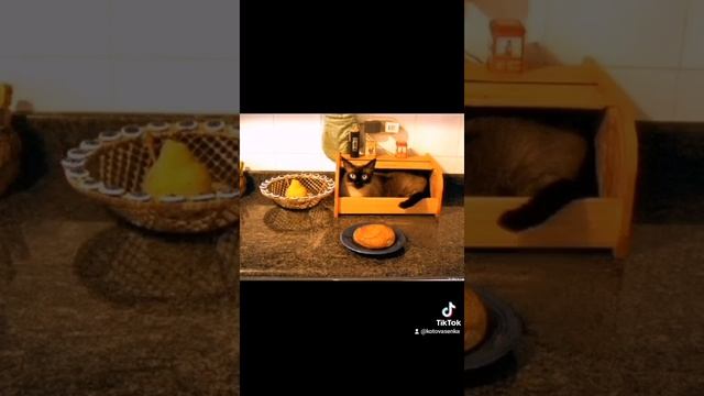 отучить кошку лазить по столу смотреть онлайн