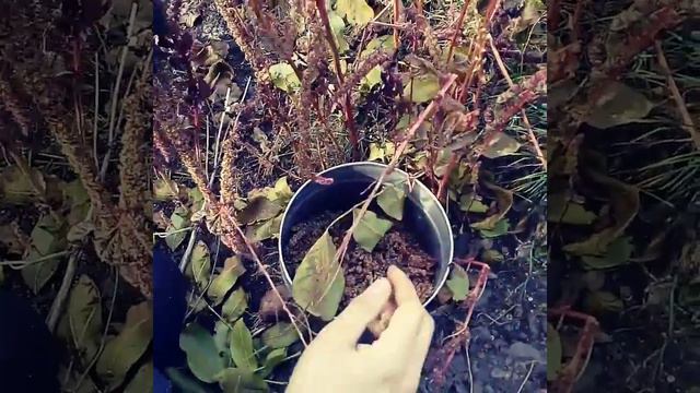 Амарант-«суперфуд» благодаря максимальному содеожанию сквалена смотреть онлайн