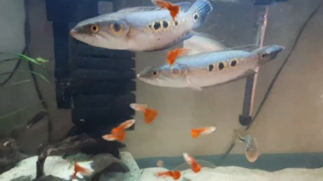 Глазчатый змееголов (Channa pleurophthalma) смотреть онлайн