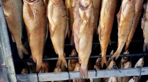 #Копчения Хариуса Холодного Копчения. #щепа#Копченый24