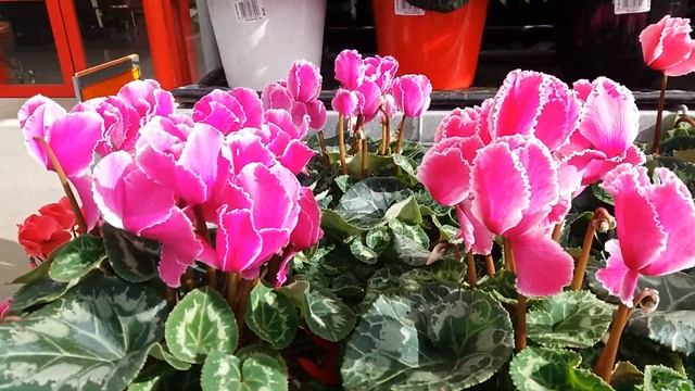 ОРХИДЕЯ FLIRTATION "ФЛИРТ". ОБЗОР ОРХИДЕЙ и других НЕОБЫЧНЫХ РАСТЕНИЙ. смотреть онлайн