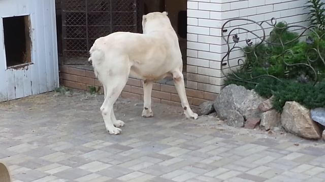 Алабай 2.5 года vs дворняга. смотреть онлайн