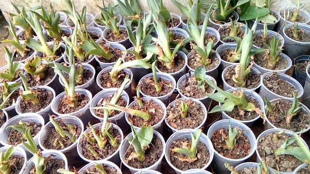 MUDAS DE AGAVE. смотреть онлайн