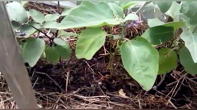 Баклажан 🍆 Секреты обильного урожая смотреть онлайн