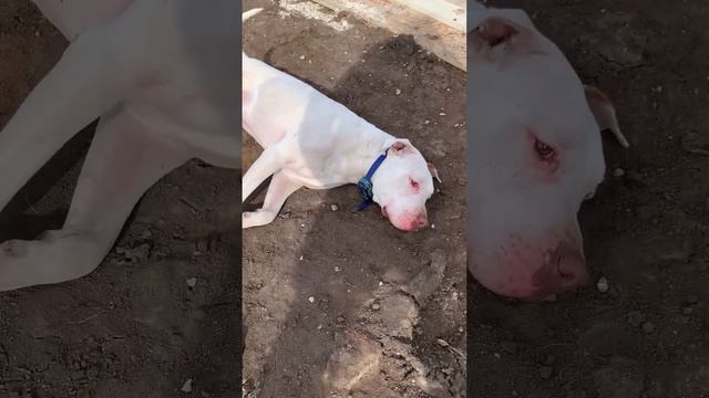 Pittie sleeps on the job site!! #dog #pitbull #pittienation #boxerdog смотреть онлайн
