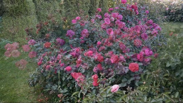 Краткий обзор розы Сангрия (Флорибунда) -  Sangria (Meilland, 2000)