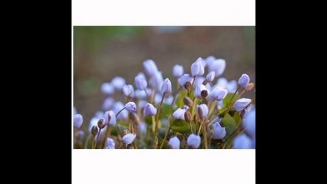 ДЖЕФФЕРСОНИЯ  (JEFFERSONIA)  сем. Подофилловые