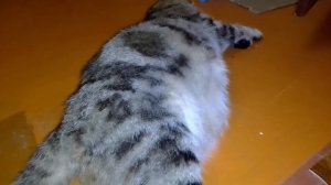 Начались роды кошки / котёнок лез задом... #РОДЫКОШКИ2021