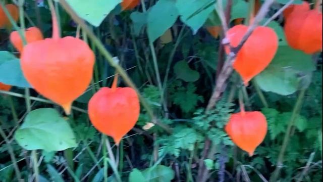 Отпуск закончился, уезжаем домой, на дачу/Дела дачные/Закрыли сезон/Пикник на берегу озера.