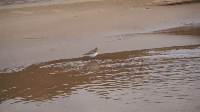 Птица Бекас или Фифи на песчаном берегу Волги смотреть онлайн