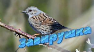 Завирушка  Accentor