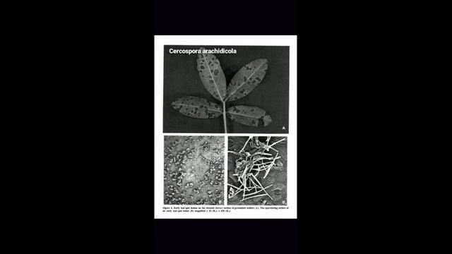 How to differentiate early & late leaf spot of groundnut смотреть онлайн