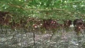 Виноградные поля. Пешком по Узбекистану