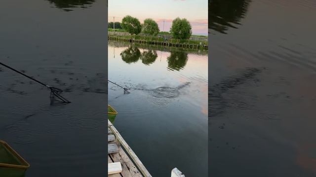 Как поймать осетра смотреть онлайн