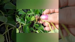 Как я укореняю воздушку методом полива туман. Эх жаль, теплица маленькая