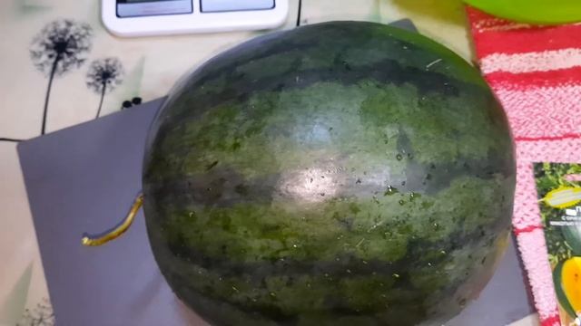 Дегустация арбуза Солнце Павлодара F 1 смотреть онлайн