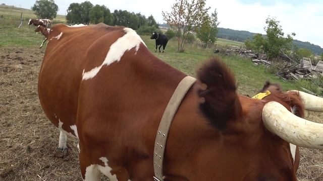 Телята вышли на пастбище . Первое знакомство ... с электропастухом и с коровами . смотреть онлайн