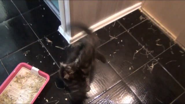 как обманывают заводчики